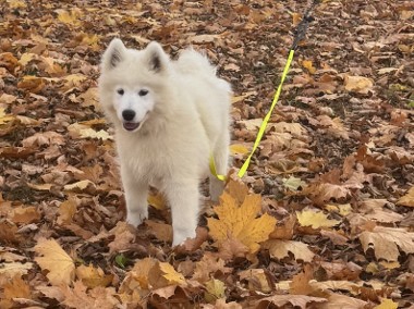 Samoyed szczeniak Hodowla Ciut Star (FCI)-1