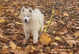 Samoyed szczeniak Hodowla Ciut Star (FCI)