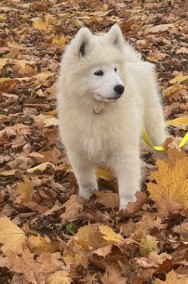 Samoyed szczeniak Hodowla Ciut Star (FCI)-2