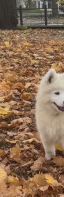 Samoyed szczeniak Hodowla Ciut Star (FCI)-3