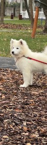 Samoyed szczeniak Hodowla Ciut Star (FCI)-4