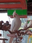 Papużki szukają domu 