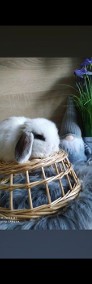 Rasowe króliki mini lop mini rex lewek karzełek teddy-3