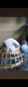 Rasowe króliki mini lop mini rex lewek karzełek teddy-4