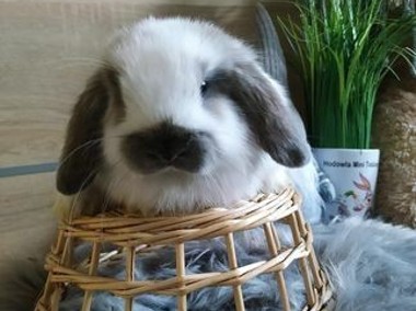 Rasowe króliki mini lop mini rex lewek karzełek teddy-1