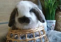 Rasowe króliki mini lop mini rex lewek karzełek teddy