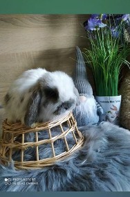 Rasowe króliki mini lop mini rex lewek karzełek teddy-2