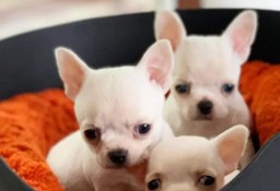 Piękne szczenięta Chihuahua do adopcji