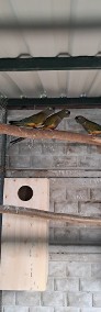 Papugi patagonki -3