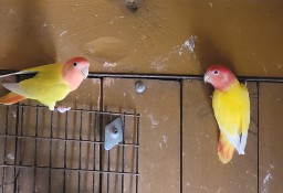 Papugi nierozłączki 