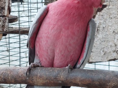 Kakadu różowe samiec szpalt na lutino. -1
