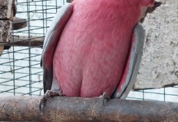Kakadu różowe samiec szpalt na lutino. 