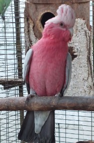 Kakadu różowe samiec szpalt na lutino. -2