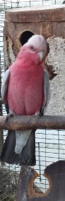 Kakadu różowe samiec szpalt na lutino. -3