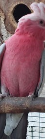 Kakadu różowe samiec szpalt na lutino. -4