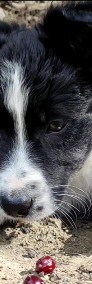 Piękny pies Figiel - szczeniak Border Collie z kompletem dok.-4