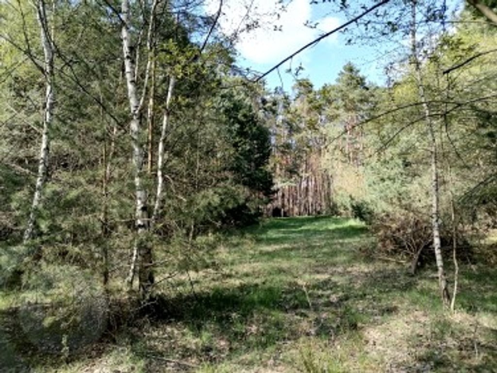 Działka z warunkami zabudowy ok. 7900 m², gmina Sędziejowice - Widok 2