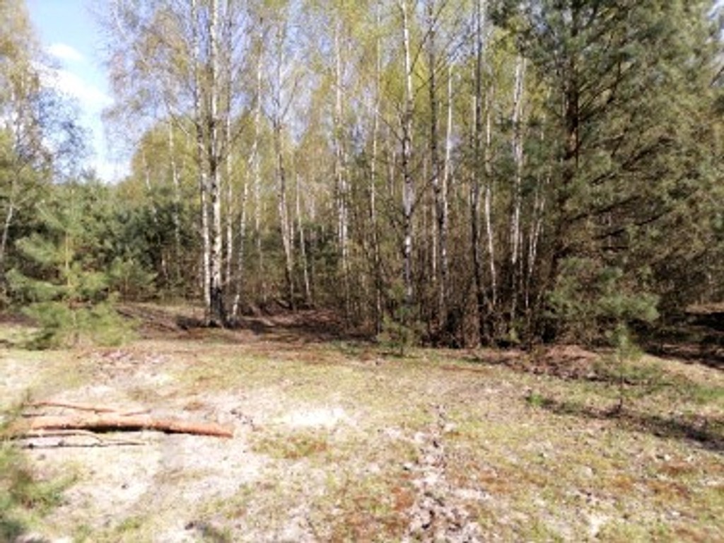 Działka z warunkami zabudowy ok. 7900 m², gmina Sędziejowice - Widok 3