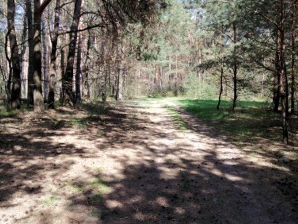 Działka z warunkami zabudowy ok. 7900 m², gmina Sędziejowice - Widok 4