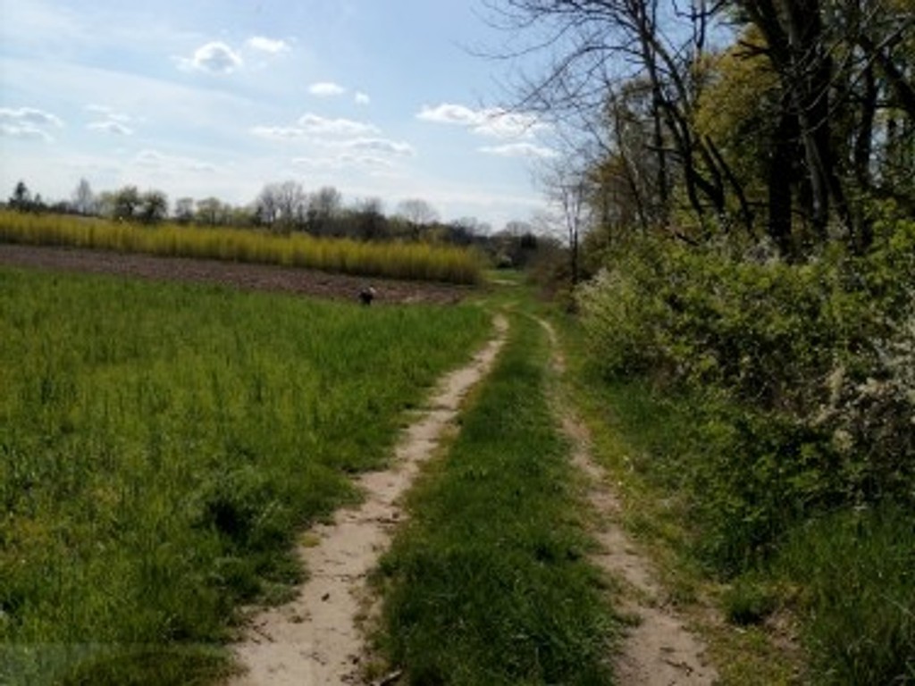 Działka z warunkami zabudowy ok. 7900 m², gmina Sędziejowice - Widok 5