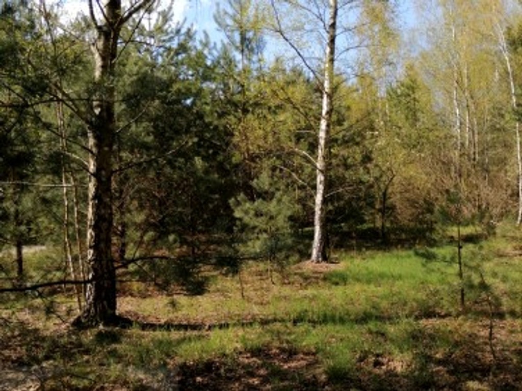 Działka z warunkami zabudowy ok. 7900 m², gmina Sędziejowice - Widok 6