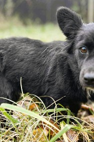 MIMI - 5,5kg malutka sunia szuka najlepszego domu-3