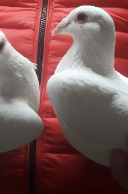 Białe gołębie na ślub Bielsko-Biała 12 sztuk-2
