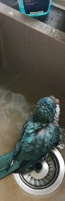 Papuga Mnicha Nizinna ręcznie wykarmiona-4