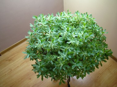 Aeonium – piękny, duży sukulent idealny na taras, do oranżerii lub mieszkania -1