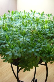 Aeonium – piękny, duży sukulent idealny na taras, do oranżerii lub mieszkania -2