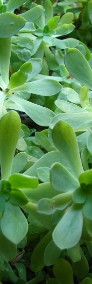 Aeonium – piękny, duży sukulent idealny na taras, do oranżerii lub mieszkania -3