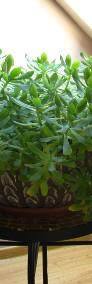 Aeonium – piękny, duży sukulent idealny na taras, do oranżerii lub mieszkania -4