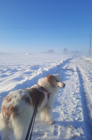 Leila - przepiękna, łagodna, ułożona sunia! -2