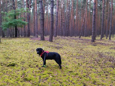 Oddam za darmo labrador retriever -2