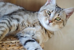 Milunia-przemiła młoda bezdomna koteczka-czeka na dom w schronisku