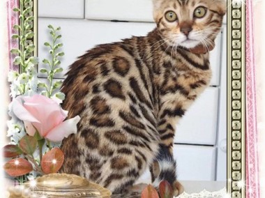 Kot bengalski - słodka UNIA-1