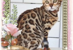 Kot bengalski - słodka UNIA