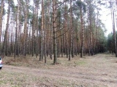 Działka leśna Pniewy, ul. Zajączkowo-1