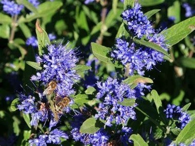 Piękna i miododajna barbula klandońska Kew Blue sadzonka krzew ozdobny -1