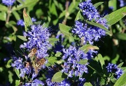 Piękna i miododajna barbula klandońska Kew Blue sadzonka krzew ozdobny 