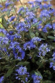 Piękna i miododajna barbula klandońska Kew Blue sadzonka krzew ozdobny -2