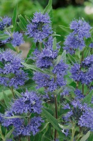 Piękna i miododajna barbula klandońska Kew Blue sadzonka krzew ozdobny -3