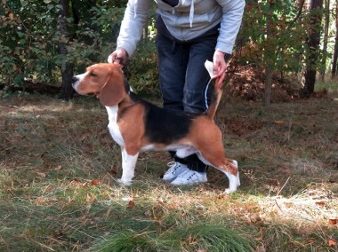 BEAGLE-piękne szczeniaki, po utytuowanych rodzicach, FCI /ZKwP-1