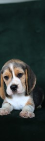 BEAGLE-piękne szczeniaki, po utytuowanych rodzicach, FCI /ZKwP-4