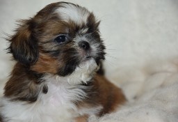 Shih Tzu pies piesek chłopczyk szczeniak czerwony piękny 