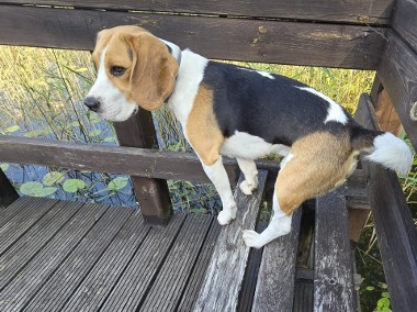 Zaginal beagle Bruno-1