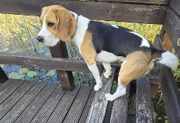 Zaginal beagle Bruno