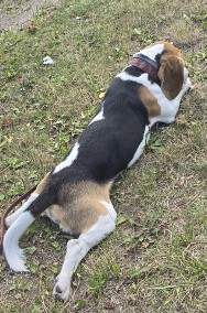 Zaginal beagle Bruno-2