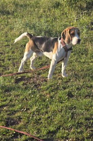 Zaginal beagle Bruno-3