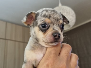 Chihuahua szczeniaki sprzedam-1